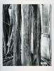 The fourth gelatine silver photograph of trees and foliage in Simryn Gill's 'Forest (portfolio)'.