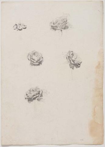 Artwork (Rose studies) this artwork made of Pencil on paper, created in 1914-01-01